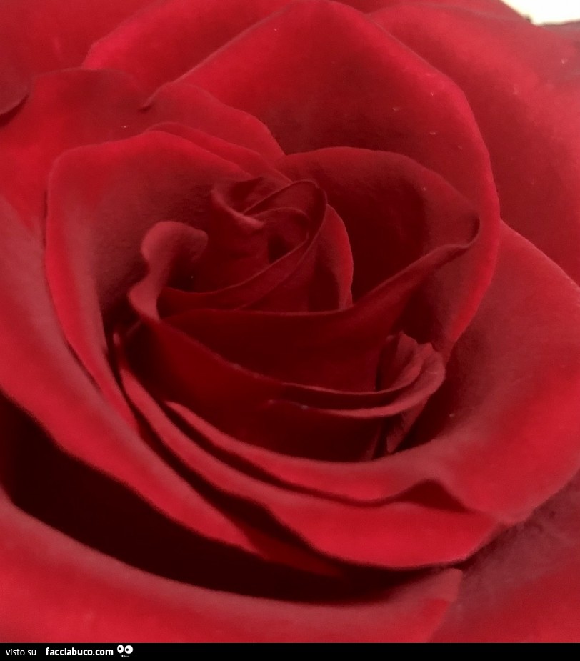 Rosa rossa all'interno