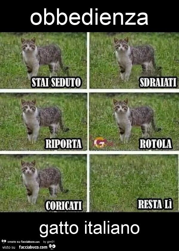 Obbedienza gatto italiano