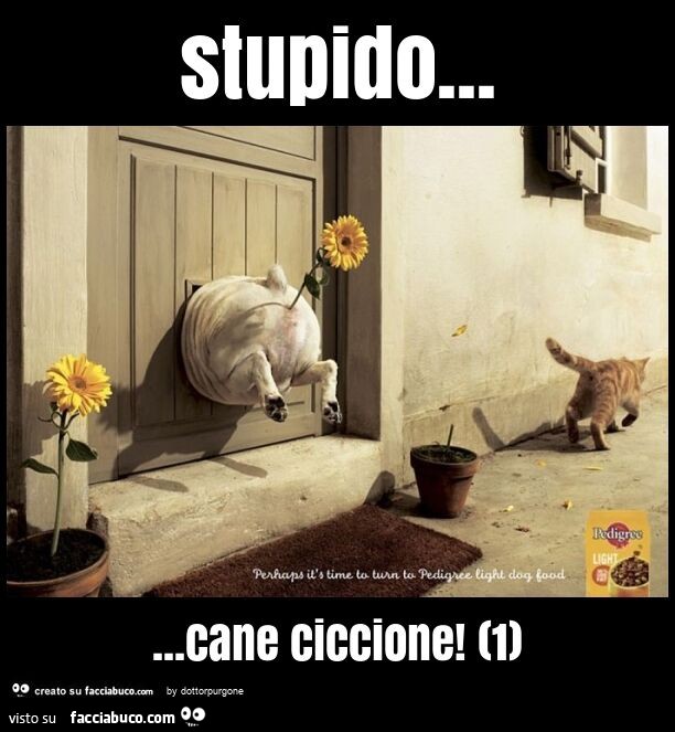 Stupido… cane ciccione! (1)