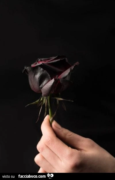 Rosa nera in mano