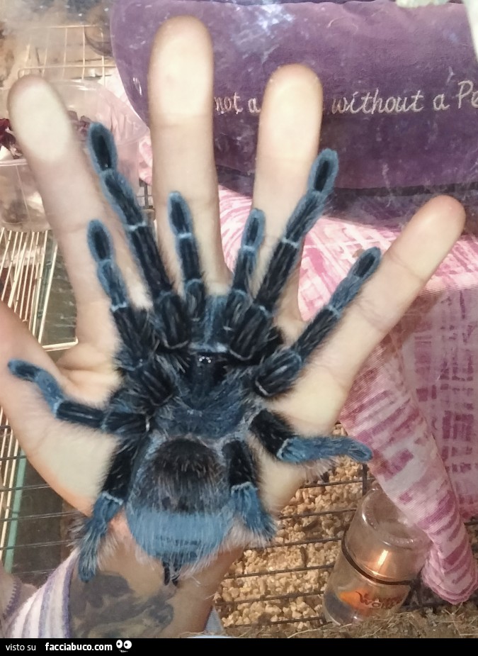Vaccata