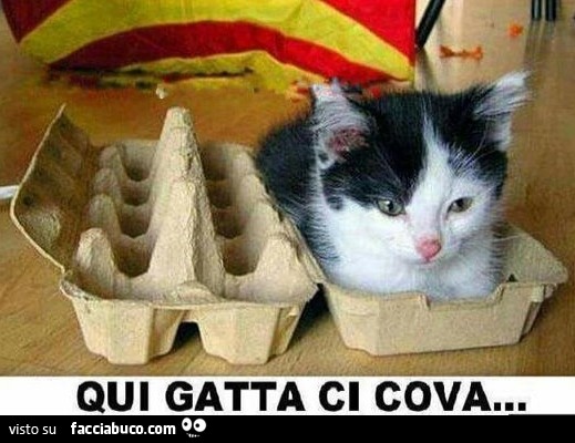Vaccata
