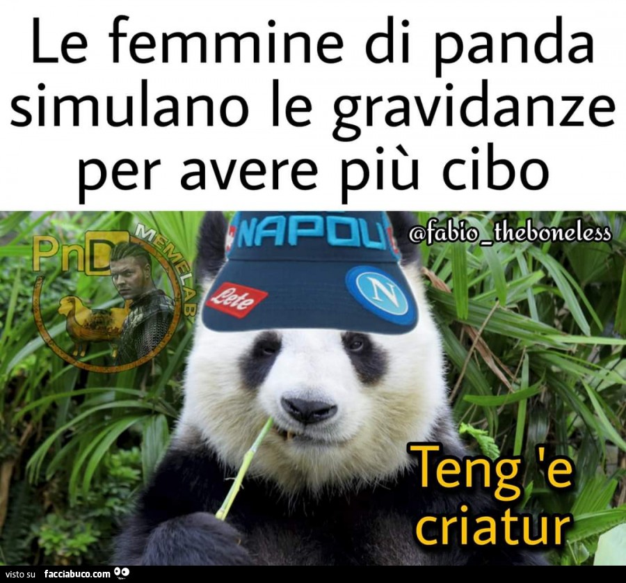 Tutti I Meme Sui Panda Facciabuco Com