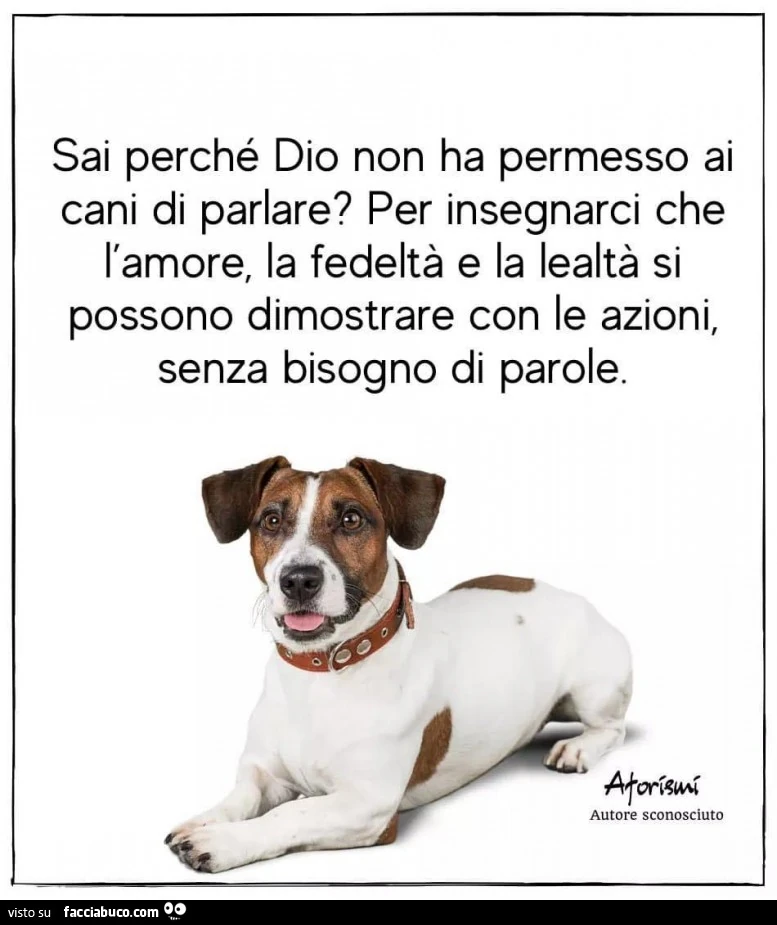 Sai perché dio non ha permesso ai cani di parlare? Per insegnarci che l'amore, la fedeltà e la lealtà si possono dimostrare con le azioni, senza bisogno di parole