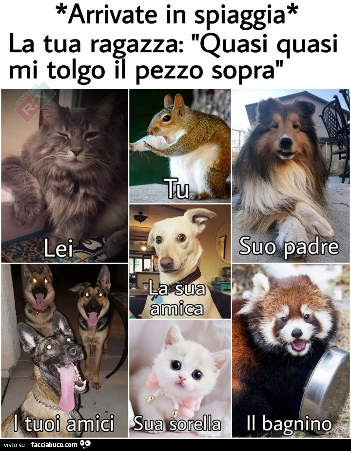 Vaccata