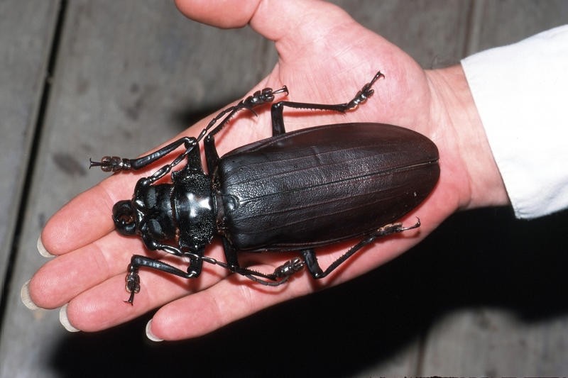 Vaccata