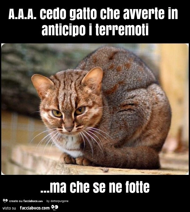 A. A. A. Cedo gatto che avverte in anticipo i terremoti&hellip; ma che se ne fotte