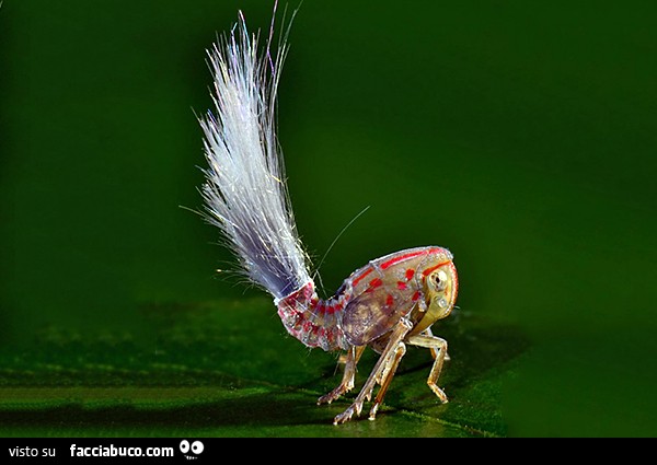 Vaccata