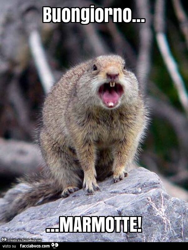 Buongiorno… marmotte