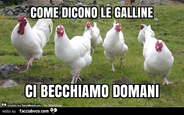 Come dicono le galline ci becchiamo domani