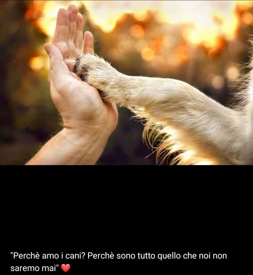 Cane amicizia umanità