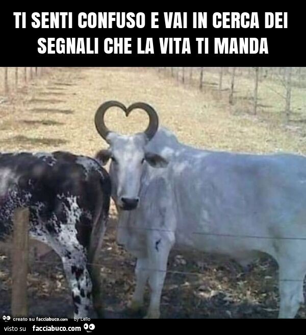 Ti senti confuso e vai in cerca dei segnali che la vita ti manda