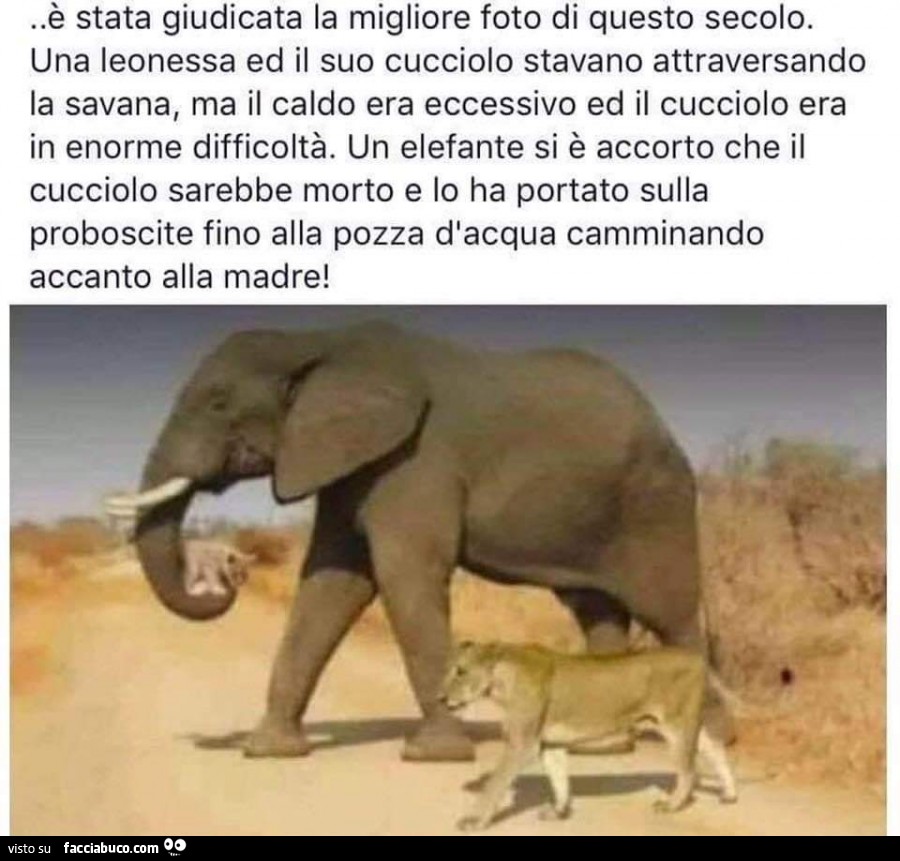 Vaccata