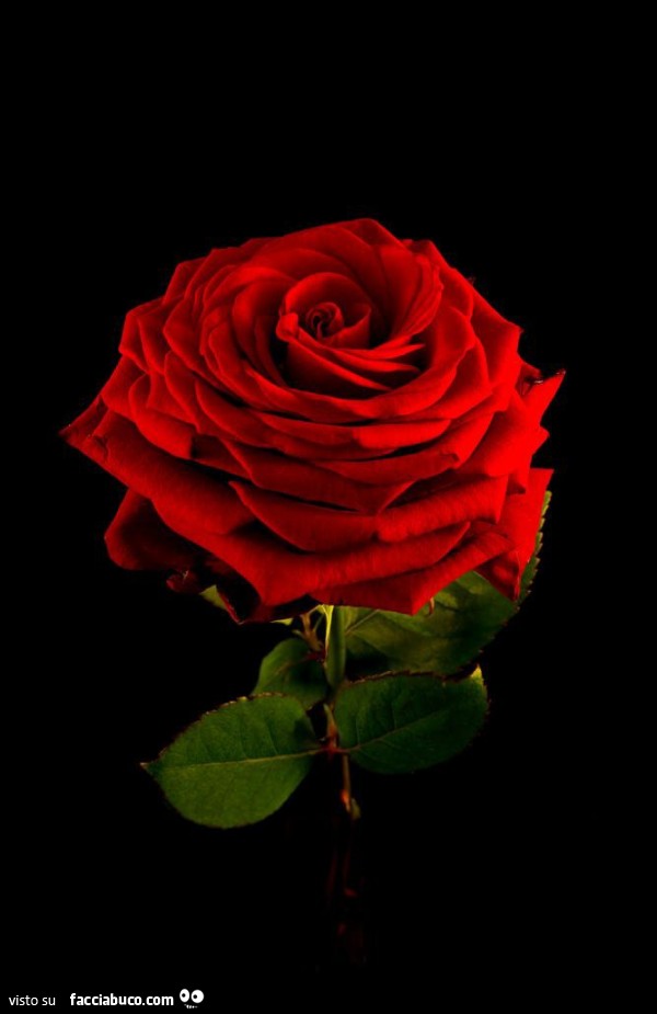 Rosa rossa