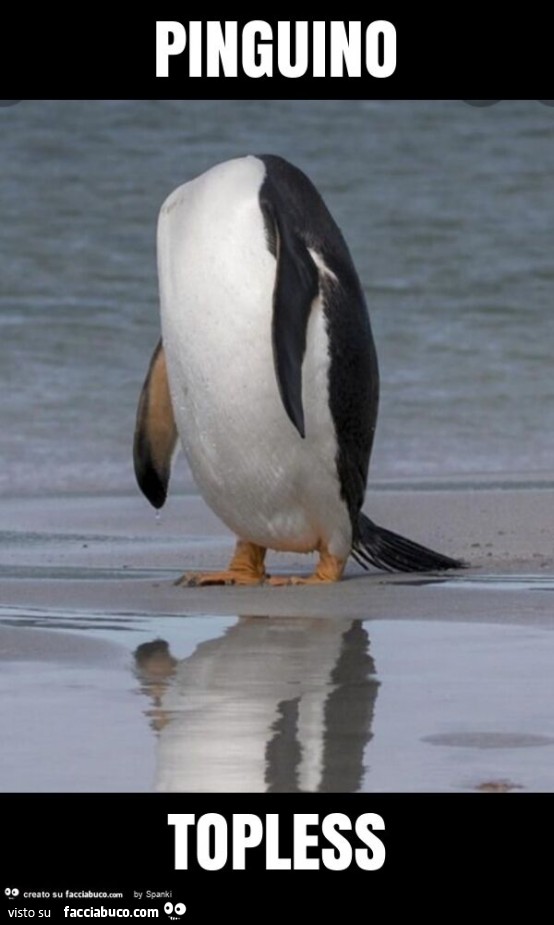 Pinguino topless