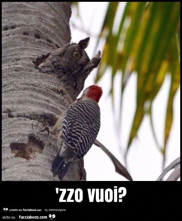'zzo vuoi?