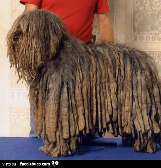Vaccata