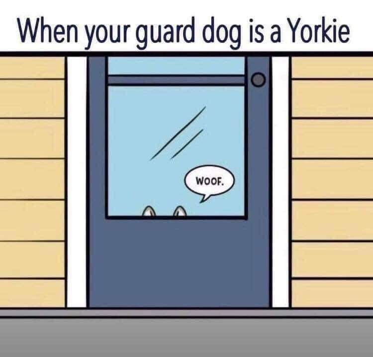 Yorkshire Terrier Guard Dog