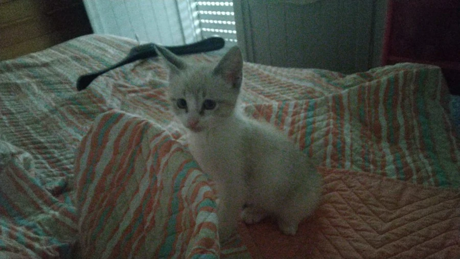 Gatti