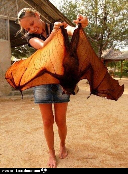 Vaccata