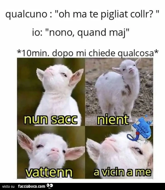 Vaccata