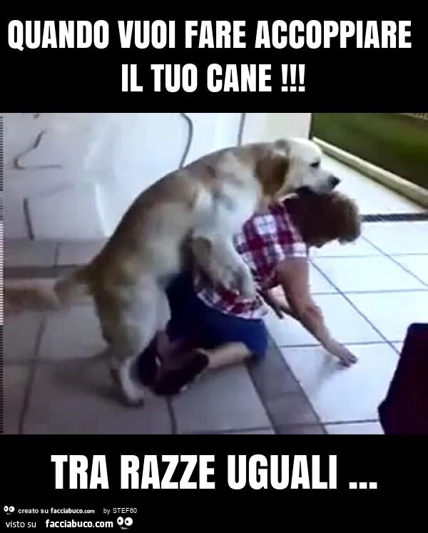 Quando vuoi fare accoppiare il tuo cane! Tra razze uguali