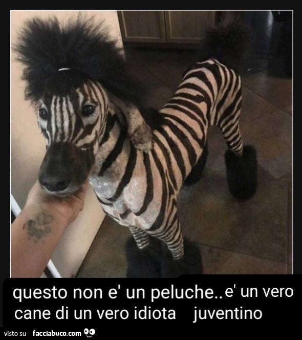 Juve merda