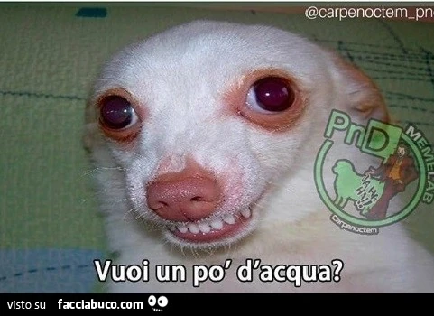 Vaccata