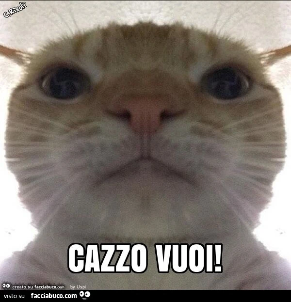 Cazzo vuoi