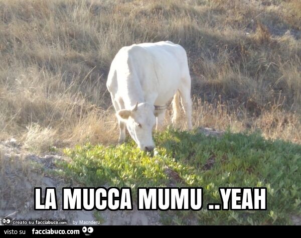 La mucca mumu. Yeah