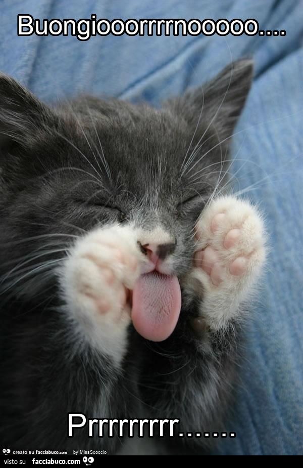 Buongiooorrrrnooooo… prrrrrrrrr