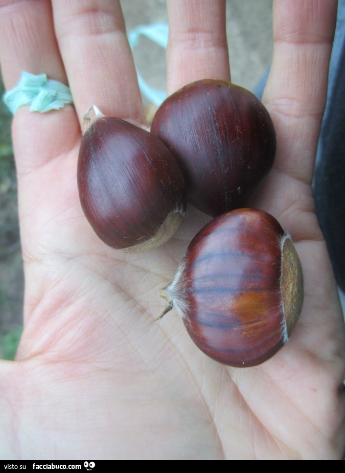 Vaccata