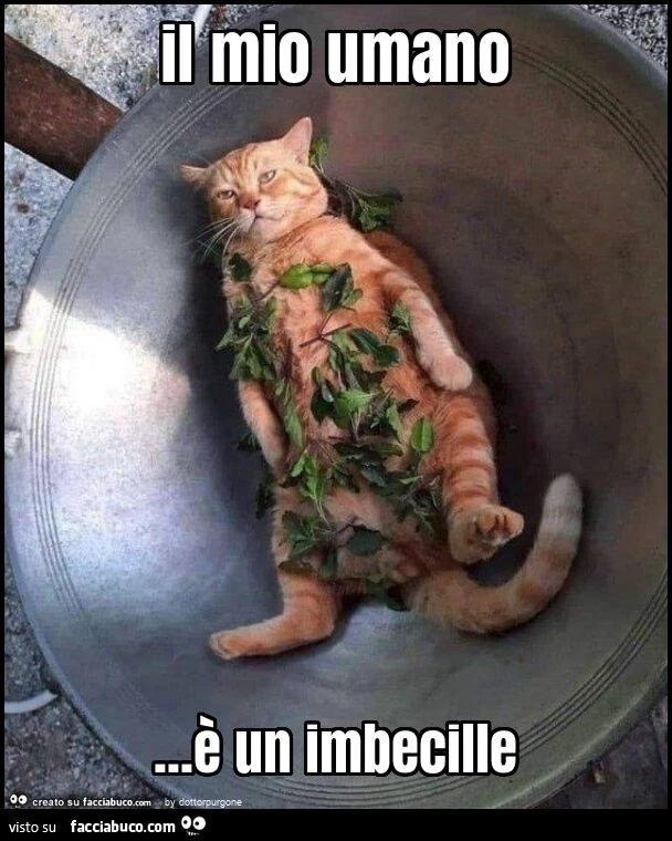 Il mio umano&hellip; è un imbecille