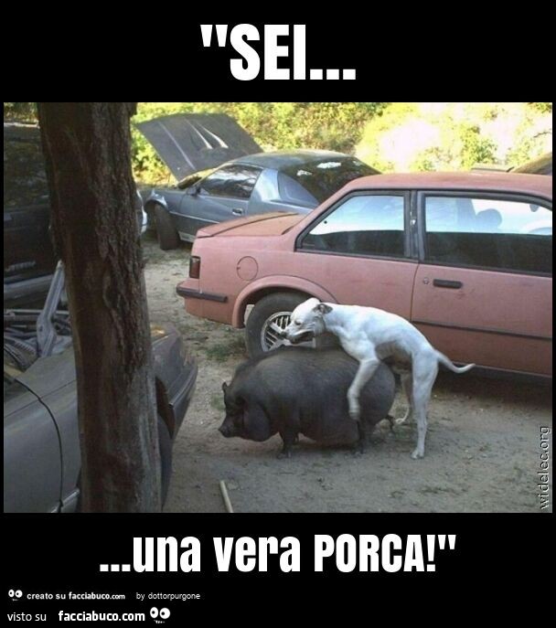 "sei… una vera porca! "