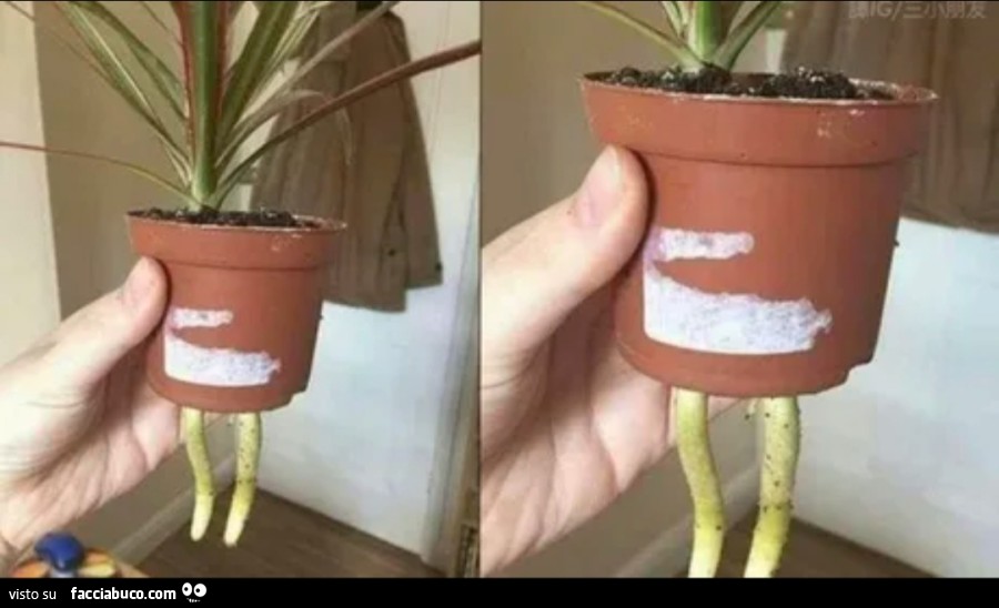 Vaccata