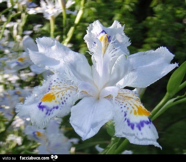 Vaccata