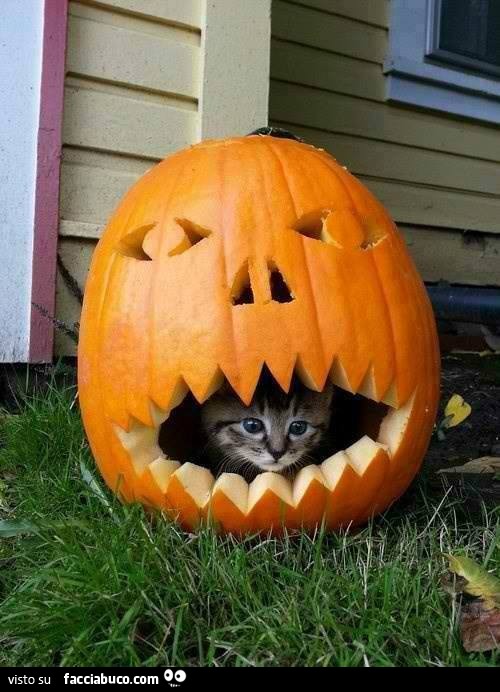 Gattino dentro la zucca di halloween