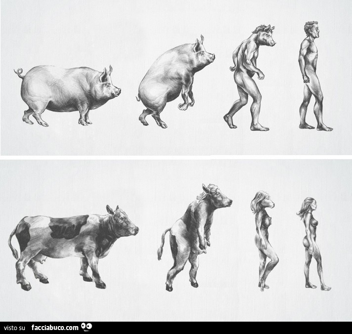 Evoluzione da maiale a uomo. Da vacca a donna