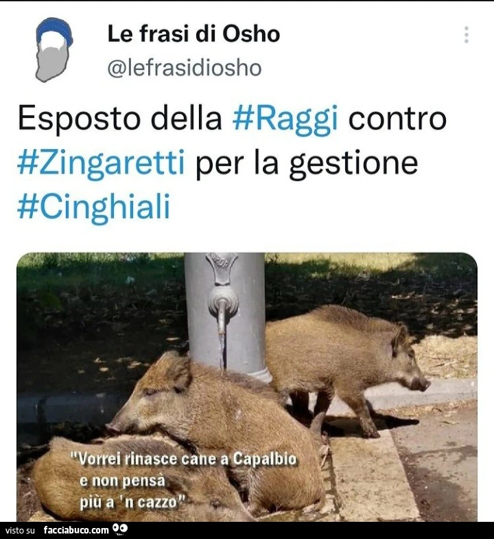 Vaccata