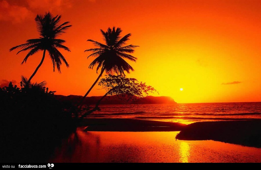 Palme sulla spiaggia al tramonto