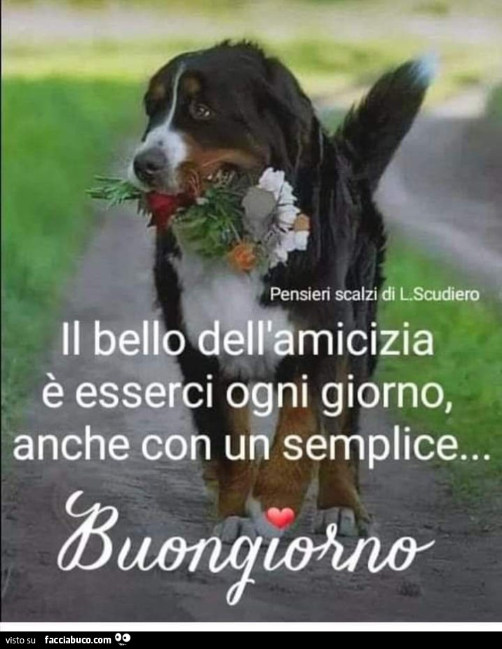 https://cdn-img-r.facciabuco.com/194/vtcmw5ej5r-saluti-buona-giornata-vaccata_a.jpg