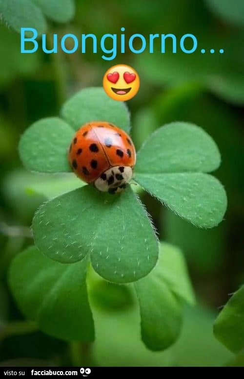 Buongiorno coccinella