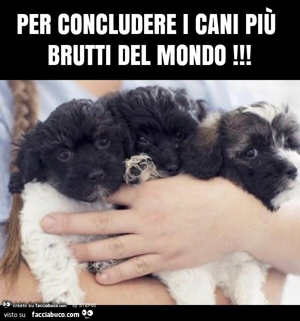 Per concludere i cani più brutti del mondo
