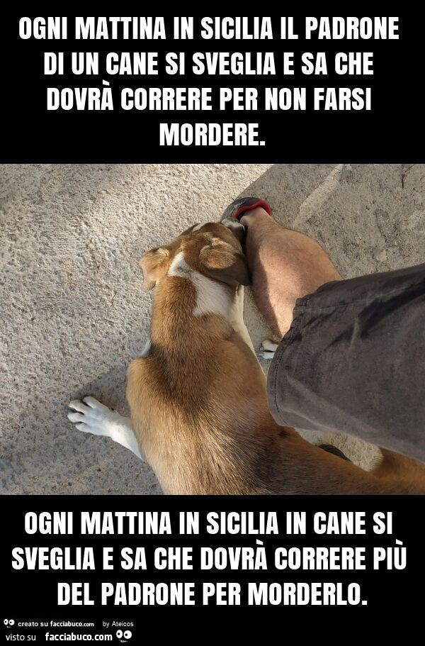Ogni mattina in sicilia il padrone di un cane si sveglia e sa che dovrà correre per non farsi mordere. Ogni mattina in sicilia in cane si sveglia e sa che dovrà correre più del padrone per morderlo