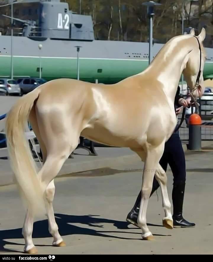 Il cavallo dorato