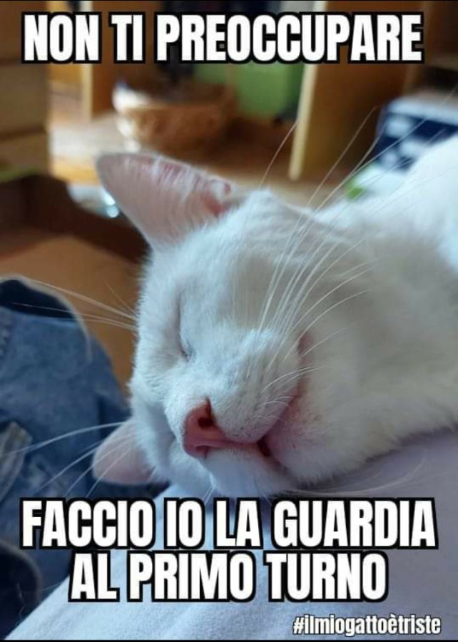 Gatti