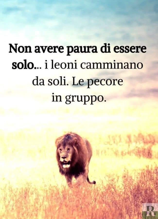 I leoni camminano da soli