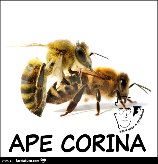 Ape corina