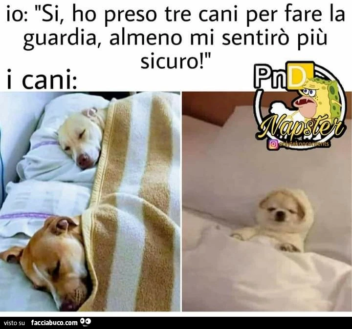 Io si ho preso 3 cani per fare la guardia
