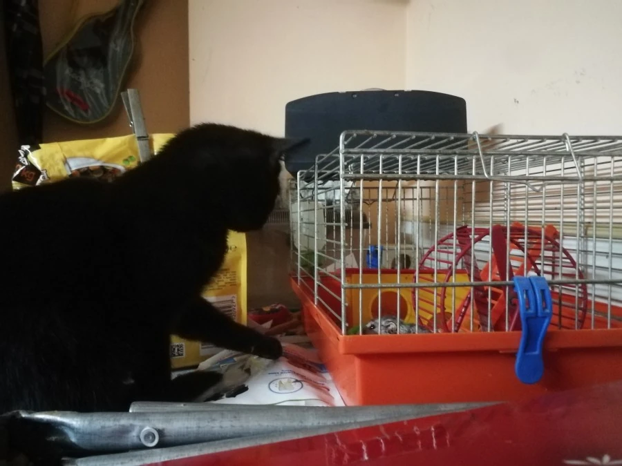 Il gatto e il criceto